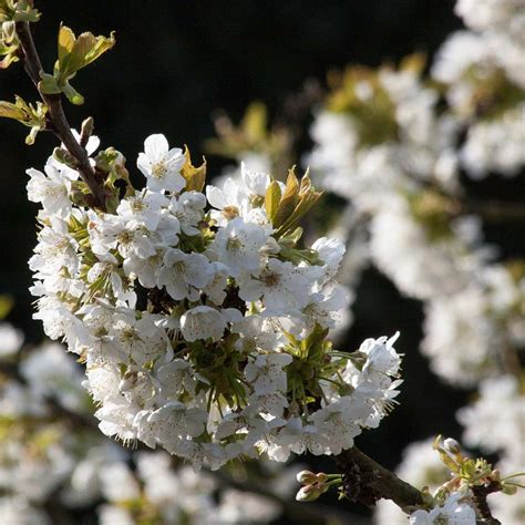 cherry_wild|Wild cherry (Prunus avium)